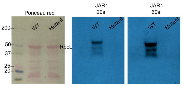 Western blot using anti-JAR1 antibodies